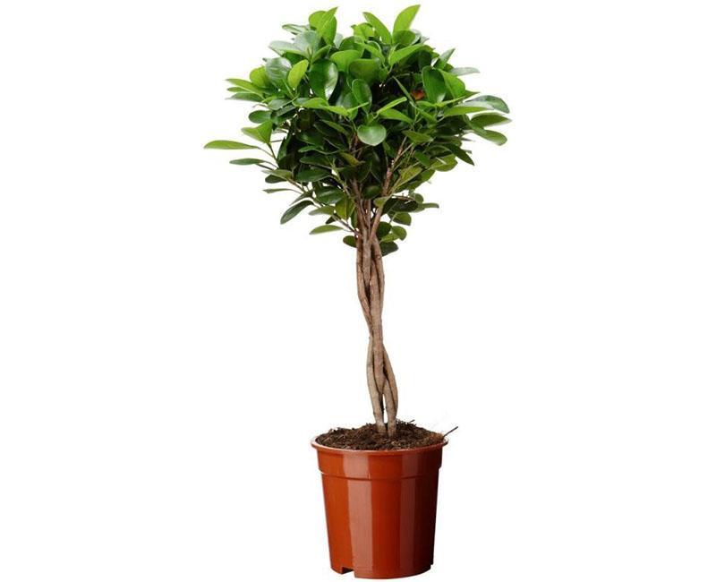 formation de microcarpe ficus