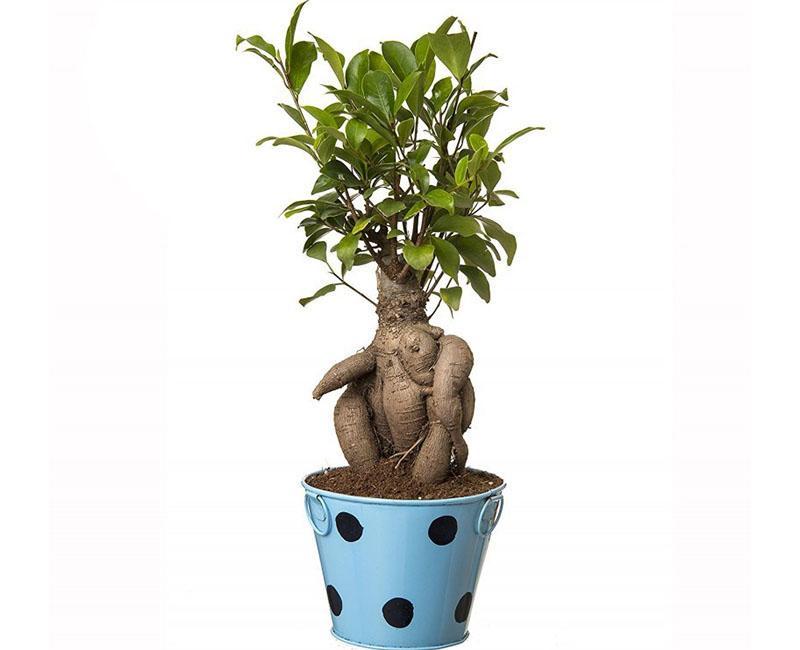 bouteille variété de palmera ficus