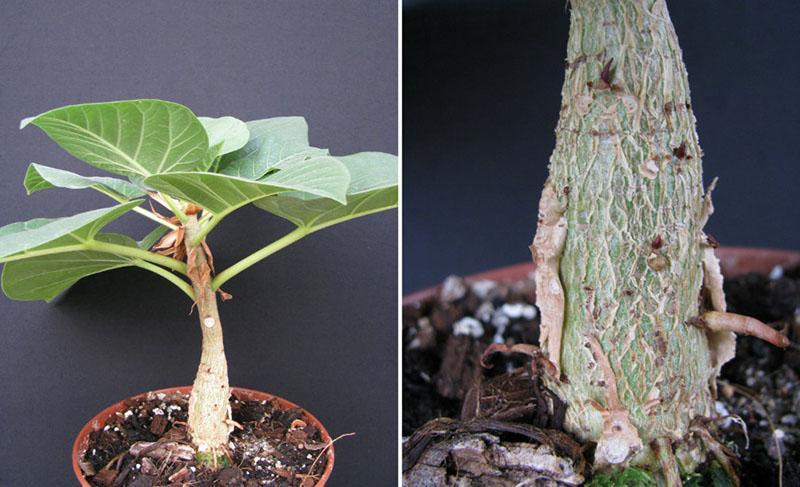 ficus joven