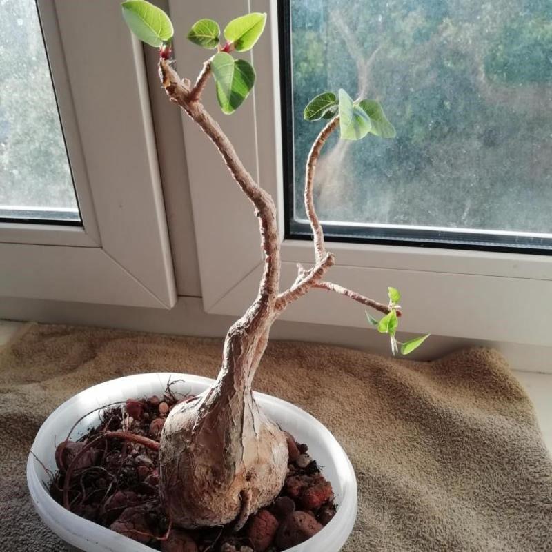 formación de bonsai