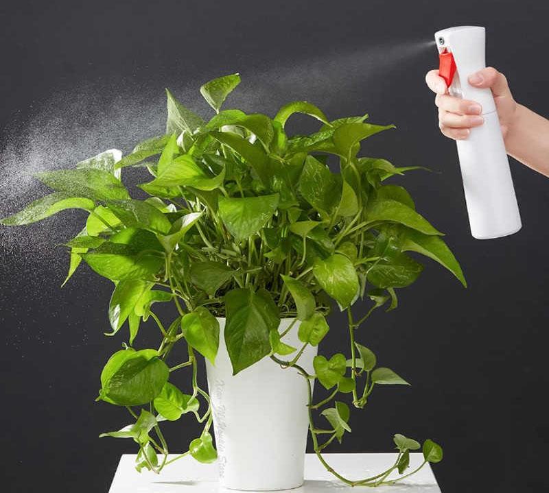 soin du ficus