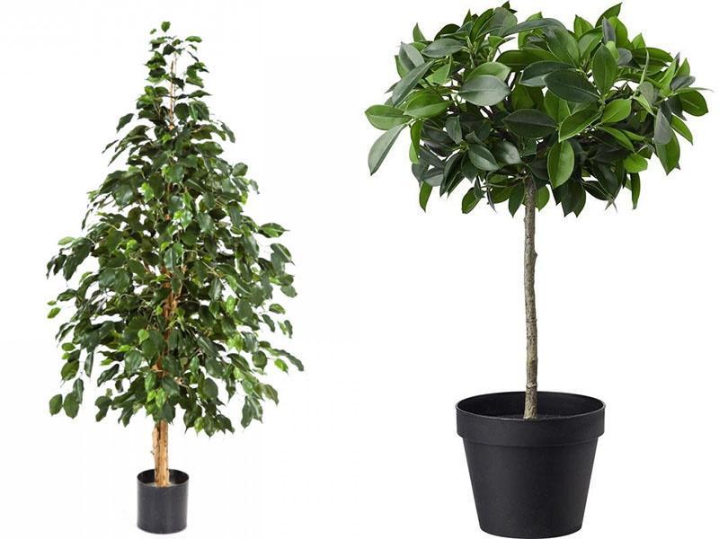 variedad de ficus con forma de árbol