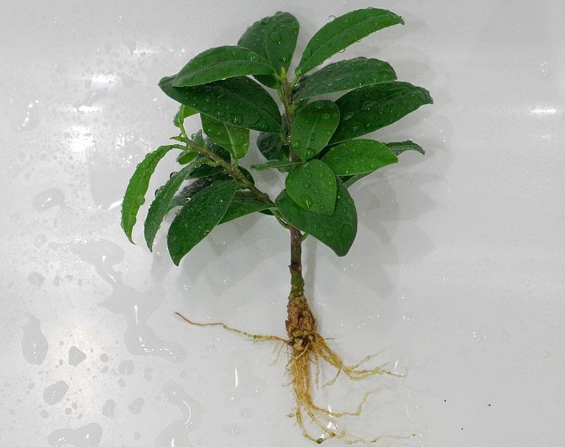 propagation du ficus