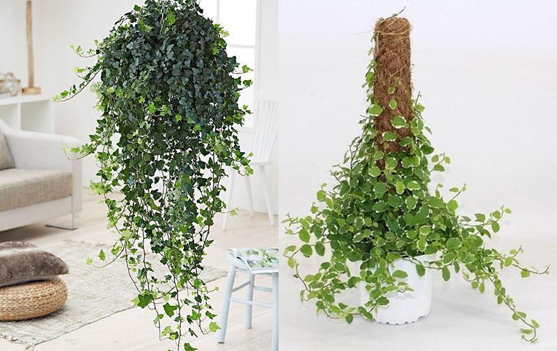 ampoules ficus