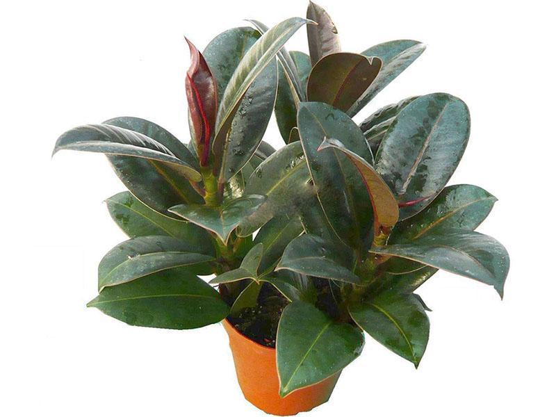type de ficus arbustif