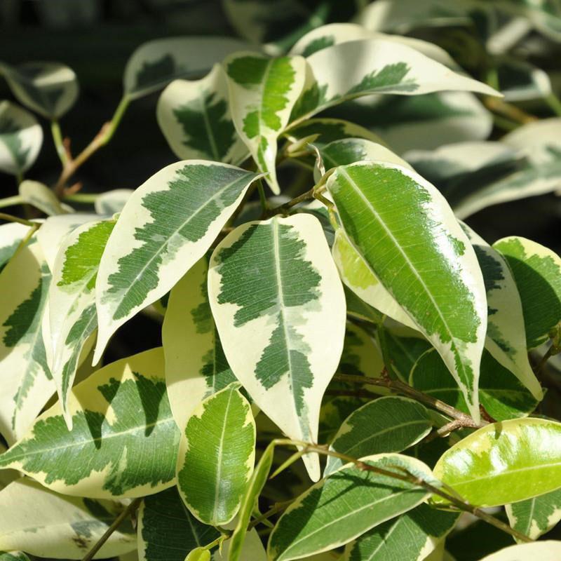 variété panachée de ficus
