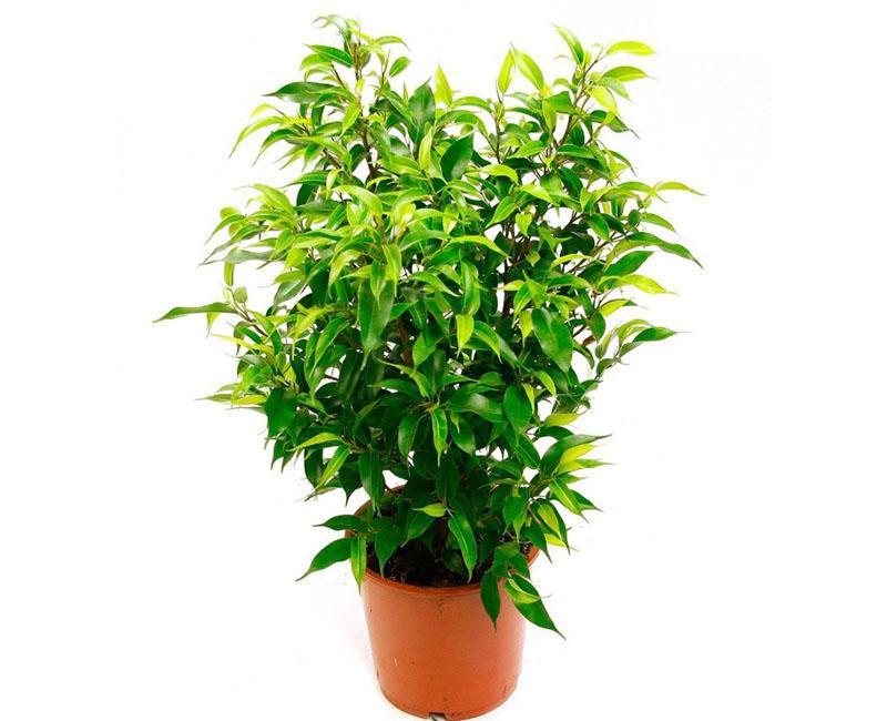 ficus benjamin