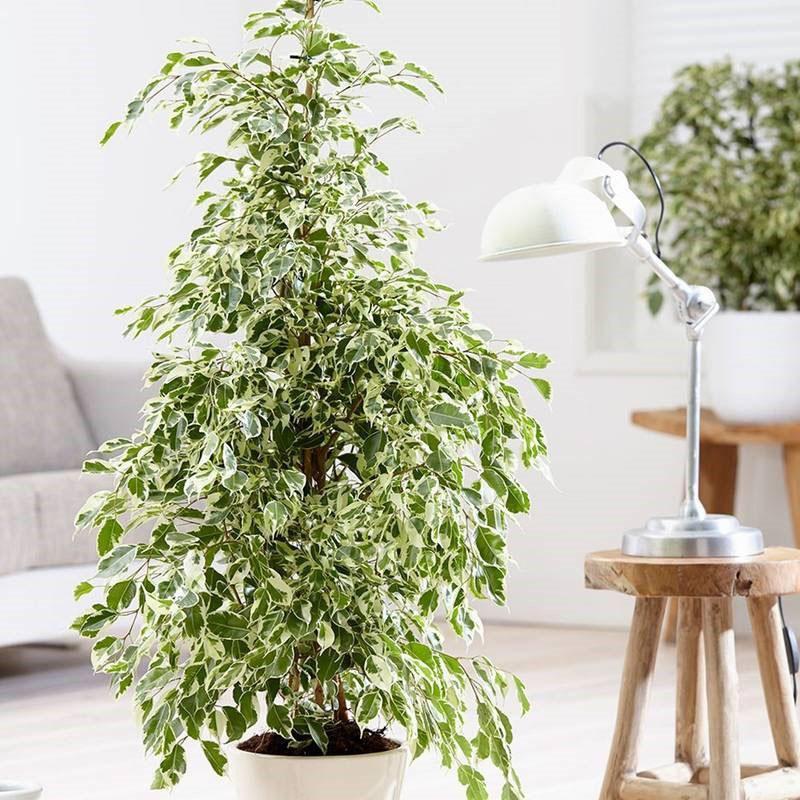 ficus benjamin à l'intérieur