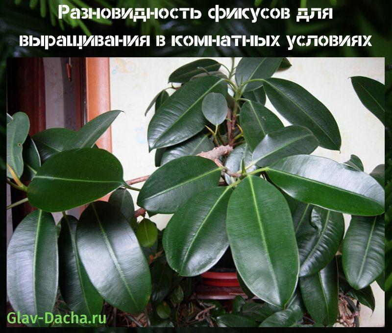 variété de ficus