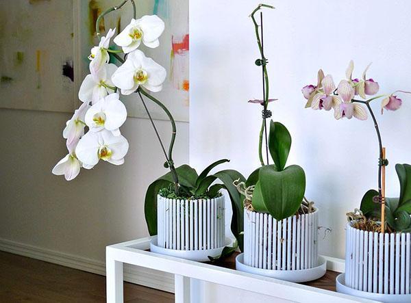 Corona de orquídeas en maceta