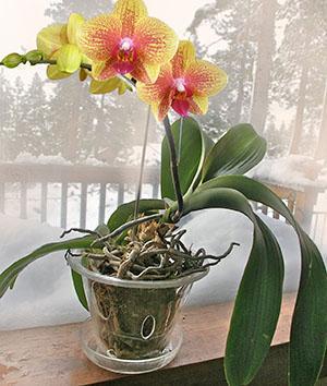 Orquídea en una maceta de vidrio
