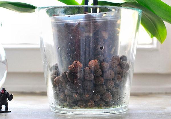 Plantez dans un pot transparent en plastique et un pot en verre