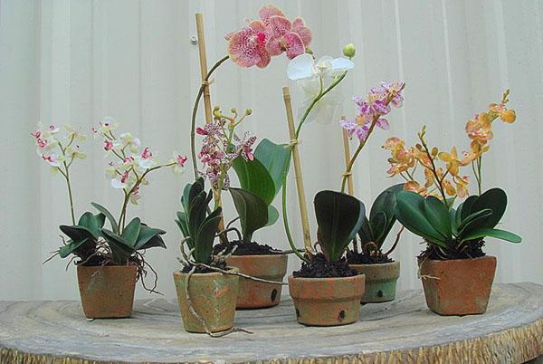 Pots en céramique spéciaux pour orchidées