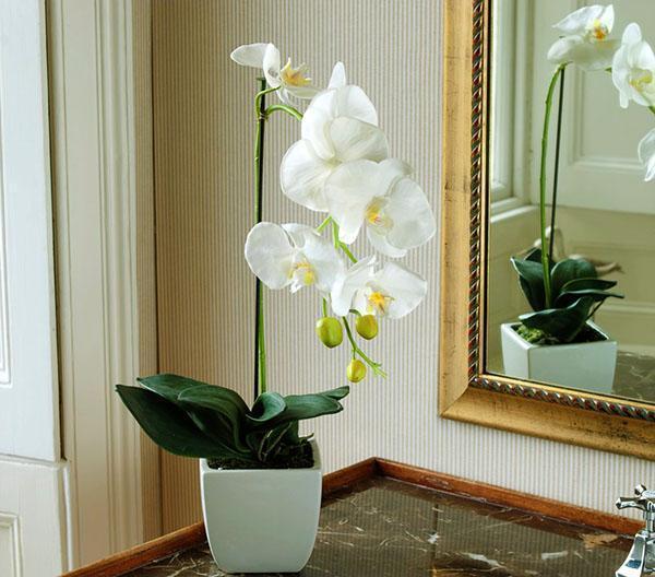 Orquídea delicada en el interior.