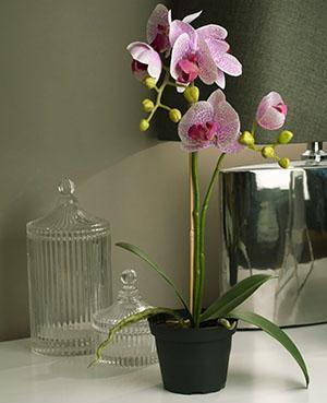 Orquídea en una maceta de plástico opaco