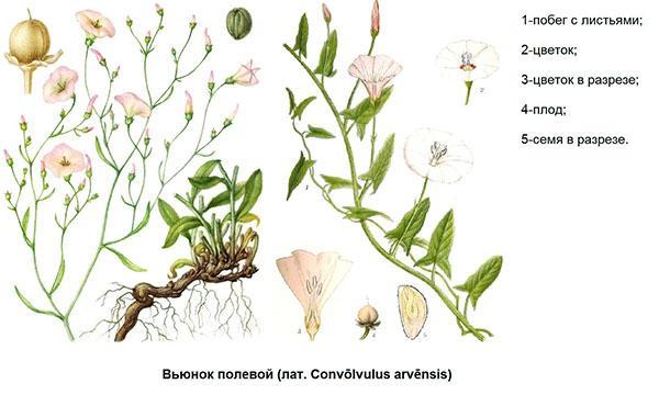 estructura de enredadera de campo