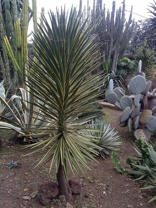 Yucca Y. aloifolia variegata
