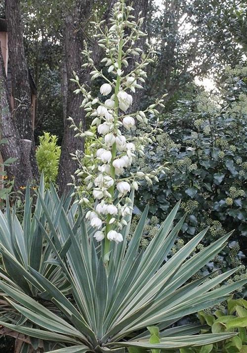 Inflorescencia de yuca gloriosa