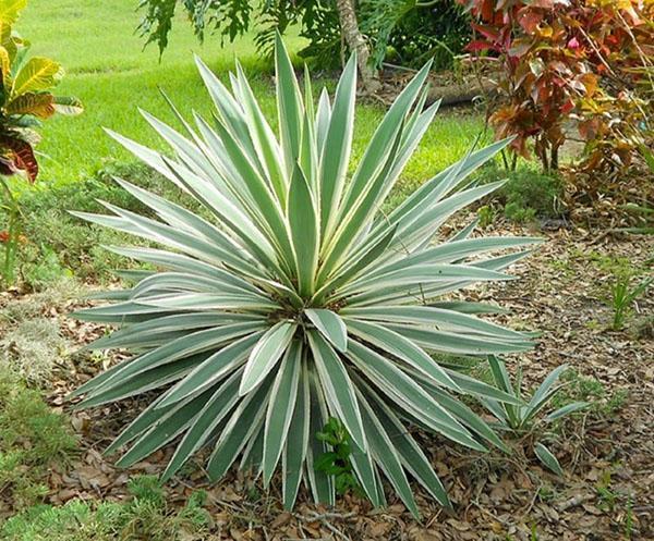 Yuca abigarrada gloriosa