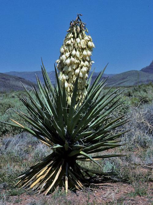 Yuca gris en la pradera