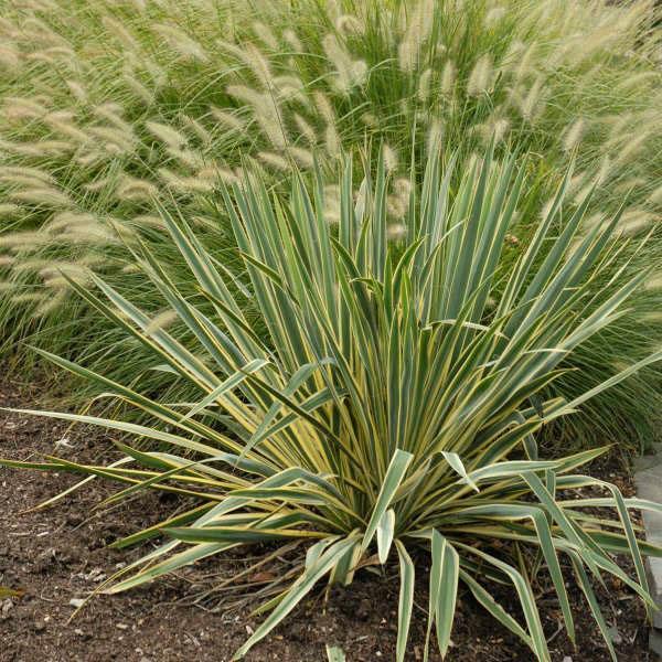 Variedades de yuca filamentosa Bright Edge