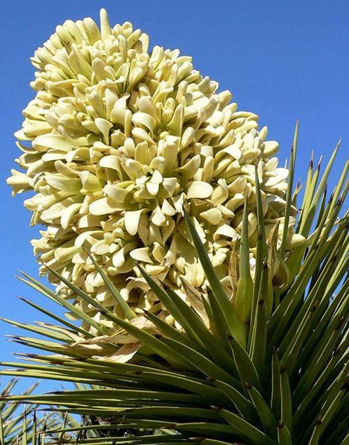 flores de yuca de árbol
