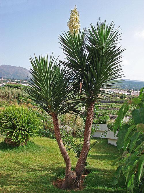 yuca trekula