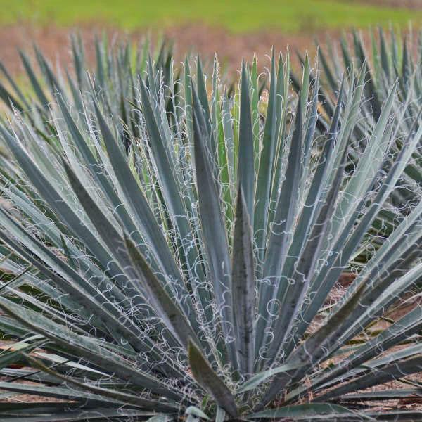 Variedades filamentosas de yuca Excalibur