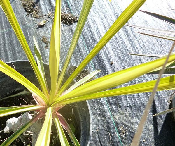 Variedades amarillas de yuca Bright Edge