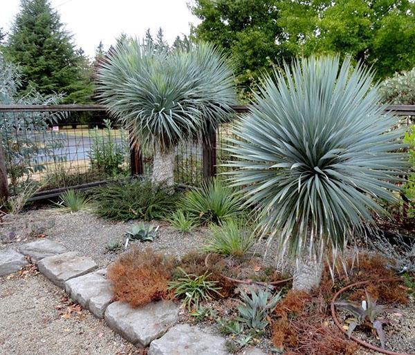Yucca rostrata Sapphire Skies