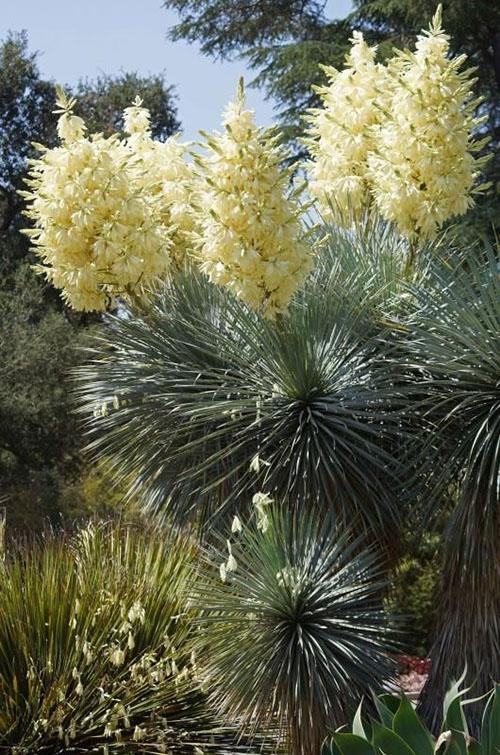 Floración Yucca rostrata