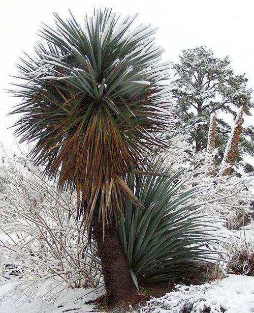 Yucca Schotta