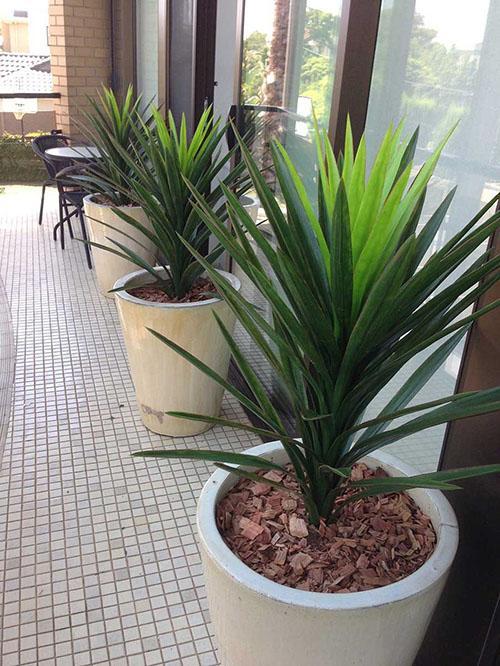 yuca en el interior