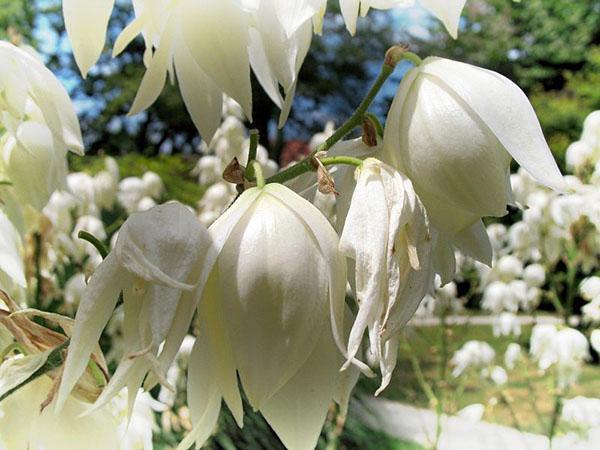 Flores de yuca filamentosa