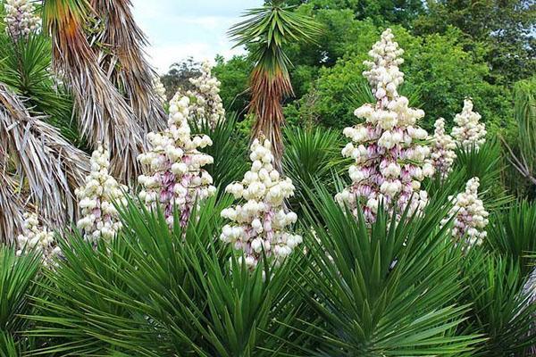 Flor de yuca de hoja de aloe