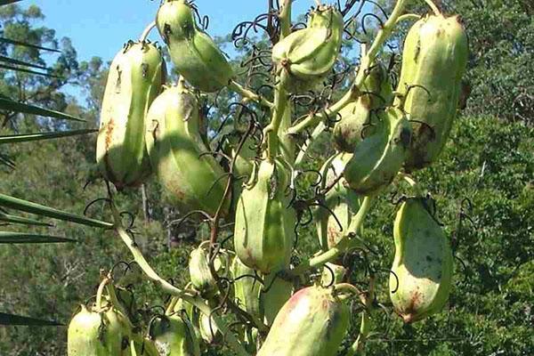 Frutas de yuca aloifolia