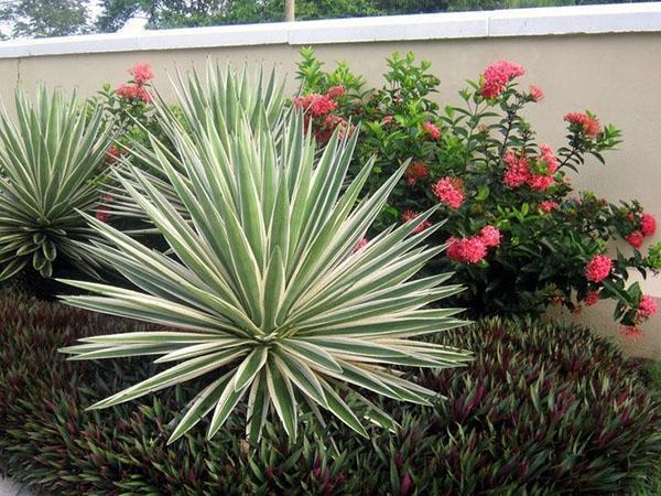 variedades de yuca en el jardín.