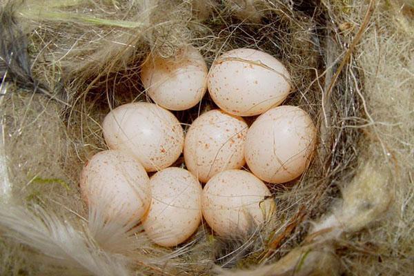 Oeufs de pintade