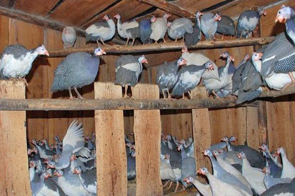 Mantener gallinas de Guinea en casa
