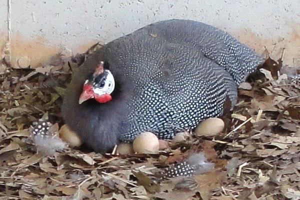 La femelle couve les poussins