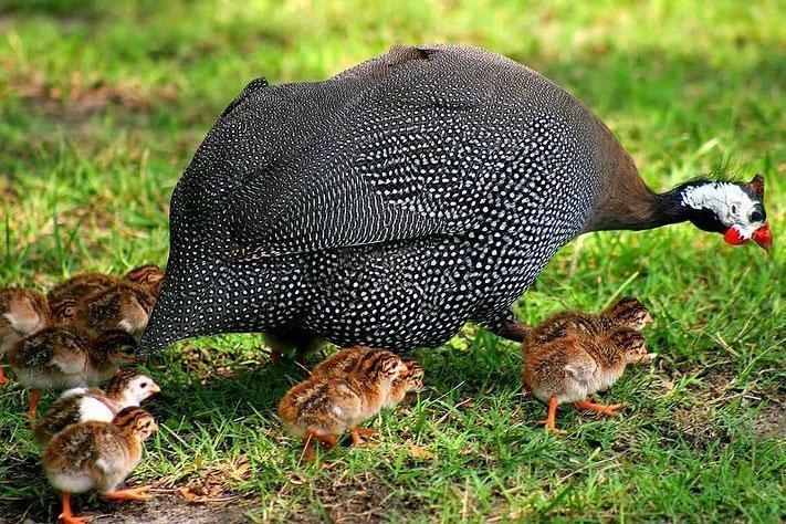 Pintade avec poussins en promenade