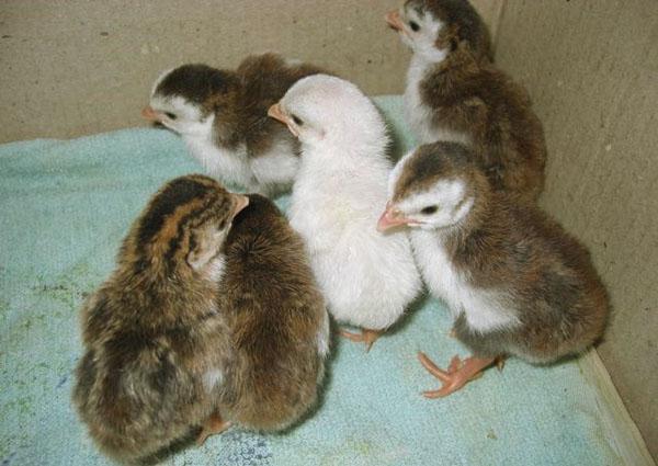 Pollitos de gallina de Guinea nacieron en una incubadora