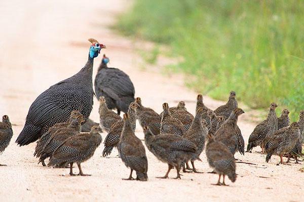 Famille de pintade