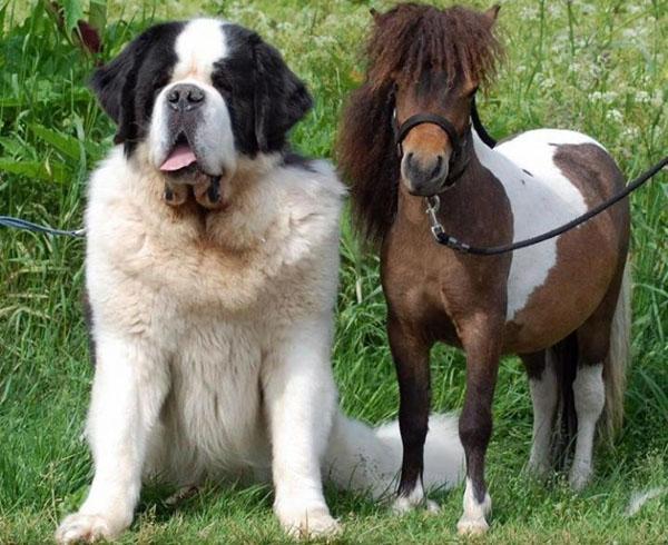 perro y caballo enano