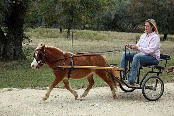 caballo enano