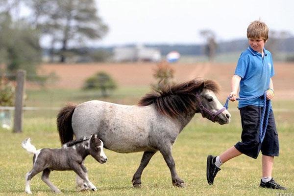 familia de caballos pequeños