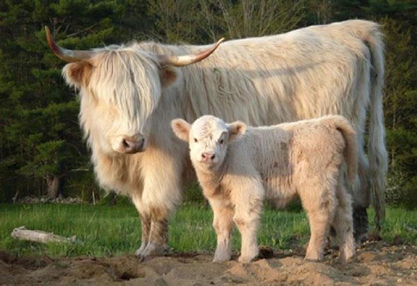 mini vache avec veau