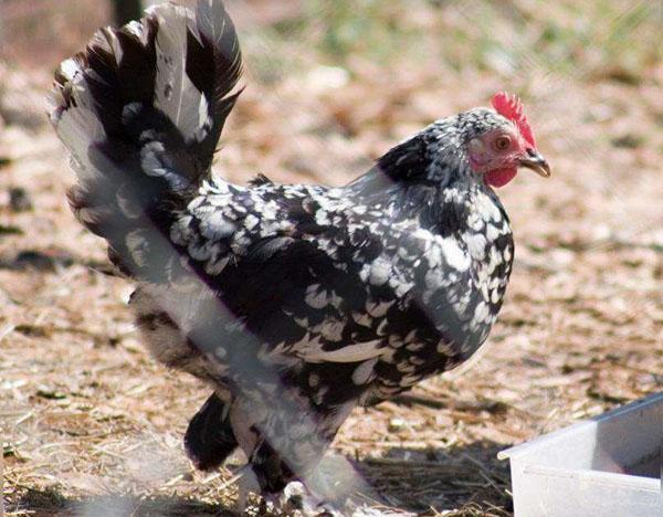 pollo enano