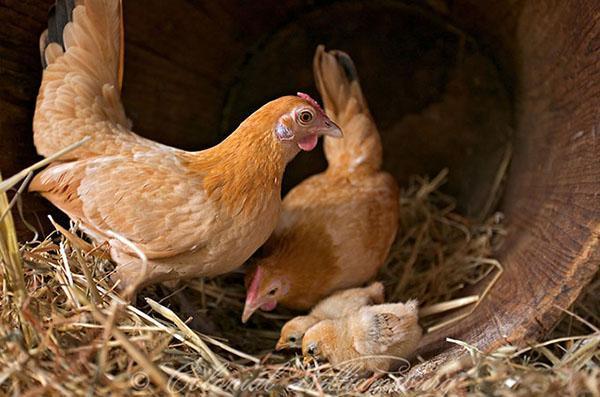 famille de petits poulets