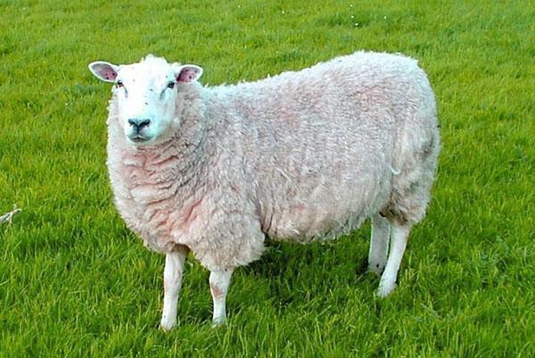 mini mouton